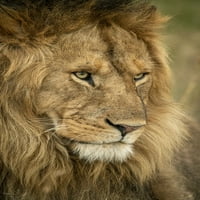 Отблизо на мъжката лъвска глава, обърната вдясно, Национален парк Серенгети; Танзания от Nick Dale Design Pics