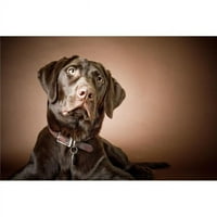 Posterazzi DPI Chocolate Labrador Retriever - Портрет на печат на плакат на Лабрадор, 12